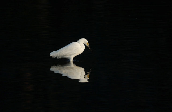 Snowy Egret, Photo Credit (c) Thomas Lux 2007